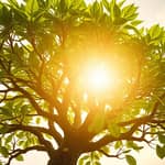 The Expense Ratio Explained: Minimizing Investment Fees